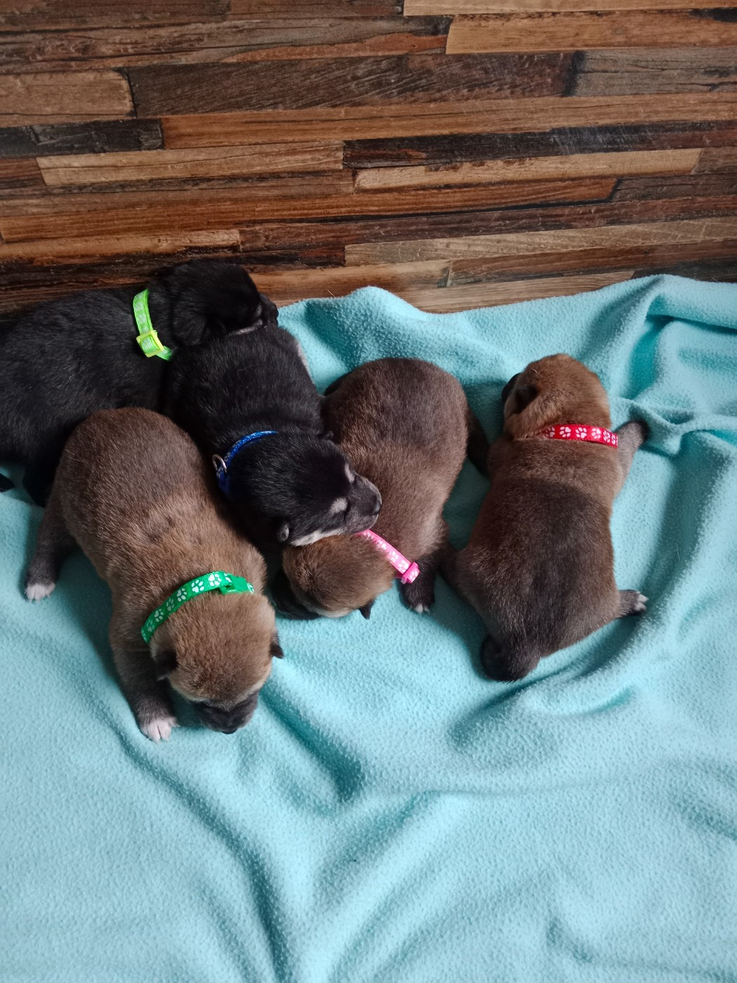 Chiot Shiba Les Flamboyants Du Val De Saone