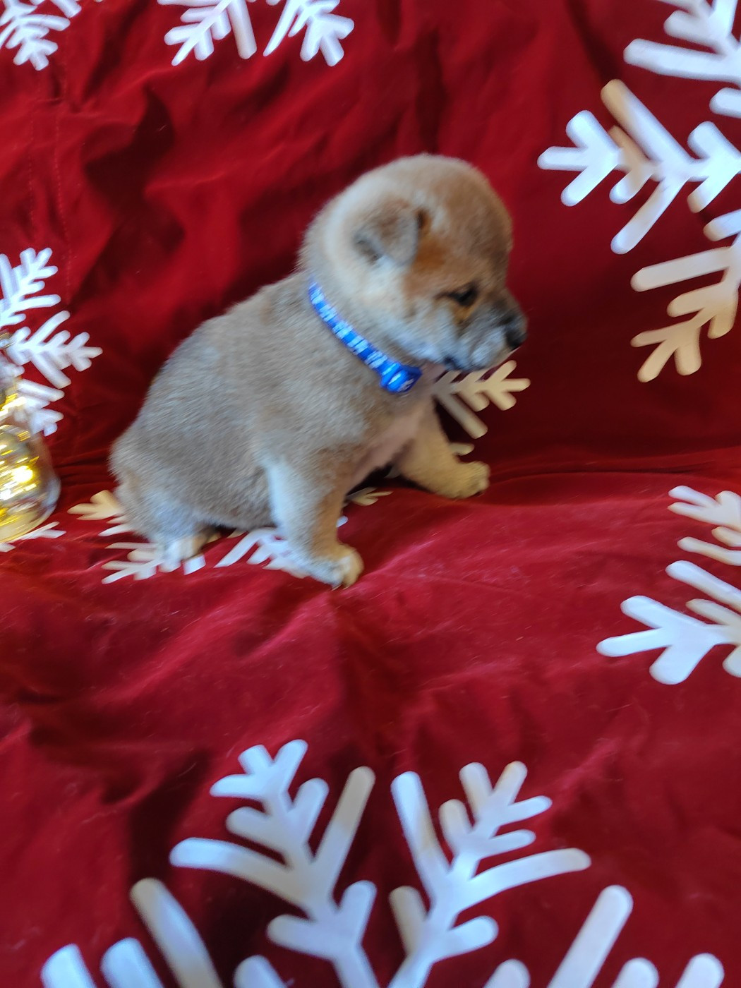 Les Flamboyants Du Val De Saone - Chiots disponibles - Shiba