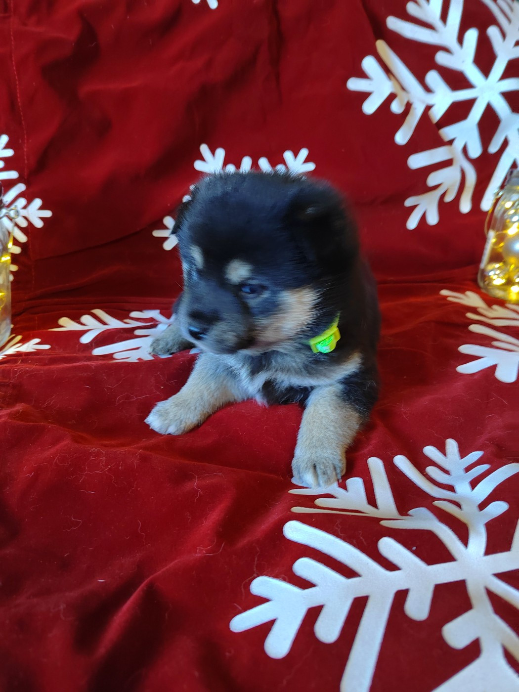 Les Flamboyants Du Val De Saone - Chiots disponibles - Shiba