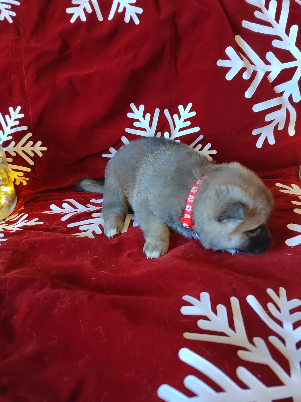 Les Flamboyants Du Val De Saone - Chiots disponibles - Shiba