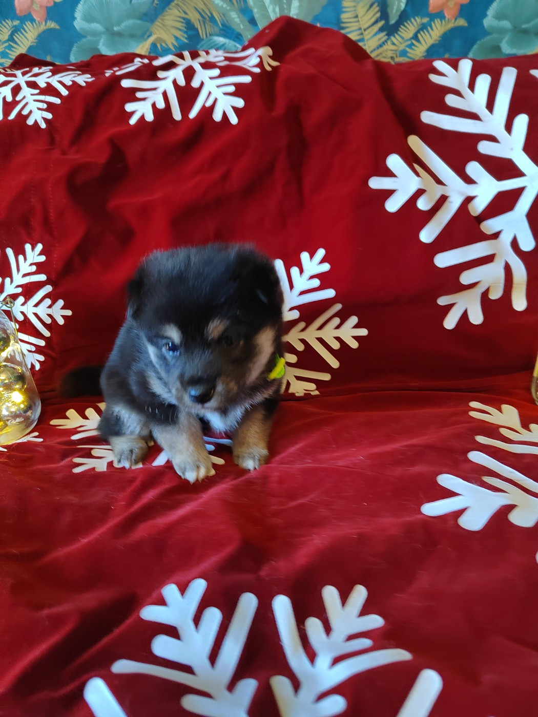 Les Flamboyants Du Val De Saone - Chiots disponibles - Shiba