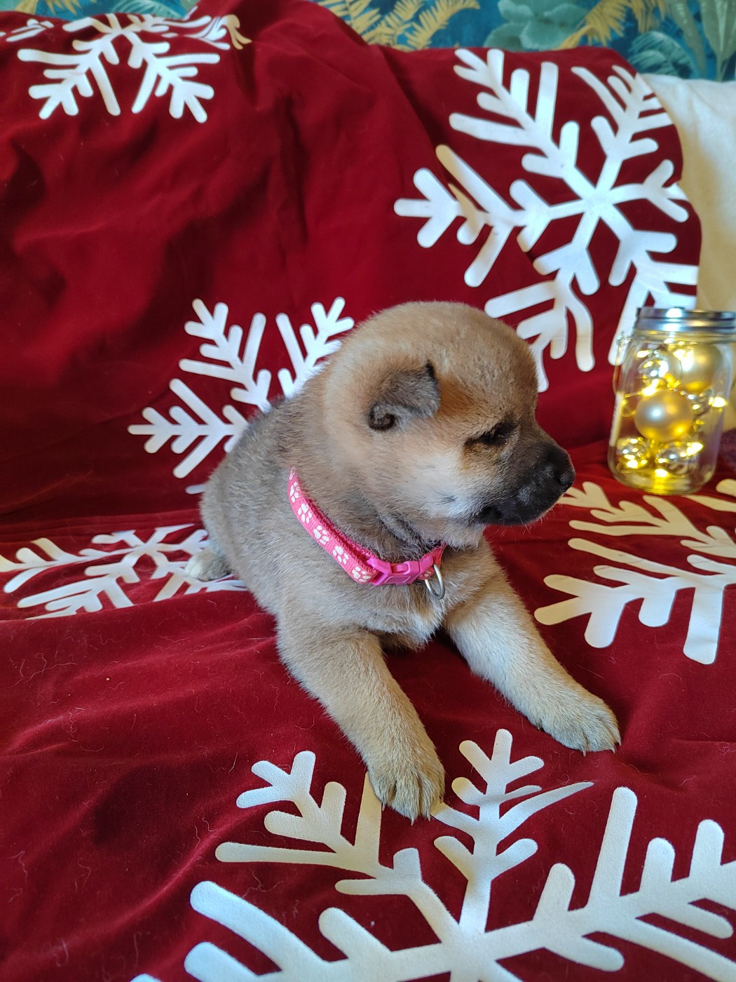 Les Flamboyants Du Val De Saone - Chiots disponibles - Shiba