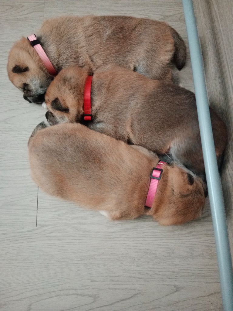 Chiot Shiba Les Flamboyants Du Val De Saone
