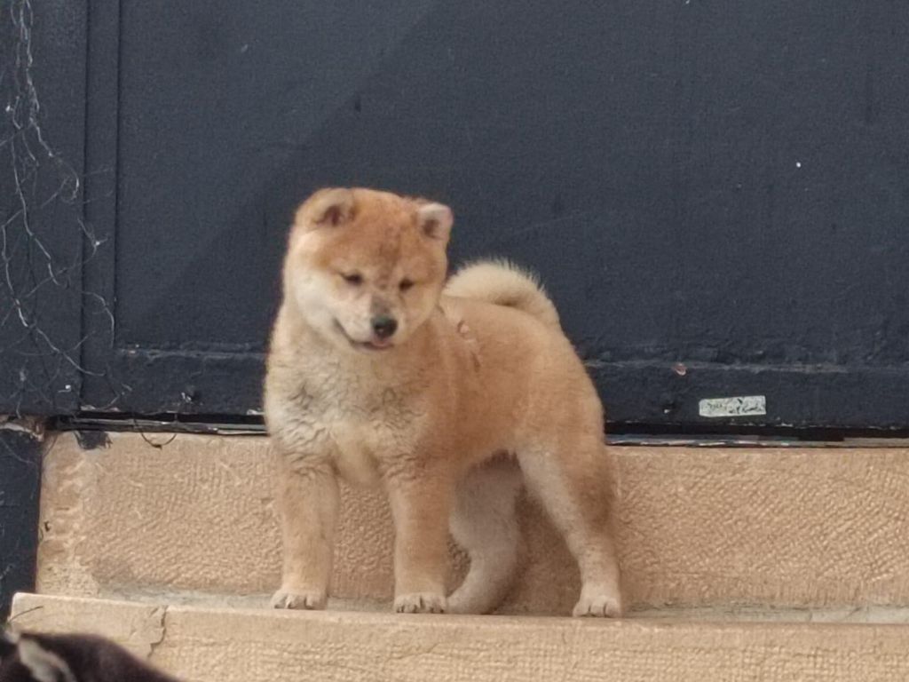 Les Flamboyants Du Val De Saone - Chiots disponibles - Shiba