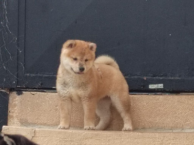 CHIOT 3
